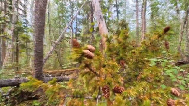 ПОХОД К БЕЗЫМЯННЫМ ВОДОПАДАМ НА ПЛАТО ПУТОРАНА / HIKE TO UNMARKED WATERFALLS ON THE PUTORANA PLATEA смотреть онлайн