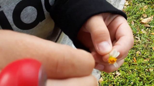 Buddy sees if she loves him by using a flower смотреть онлайн