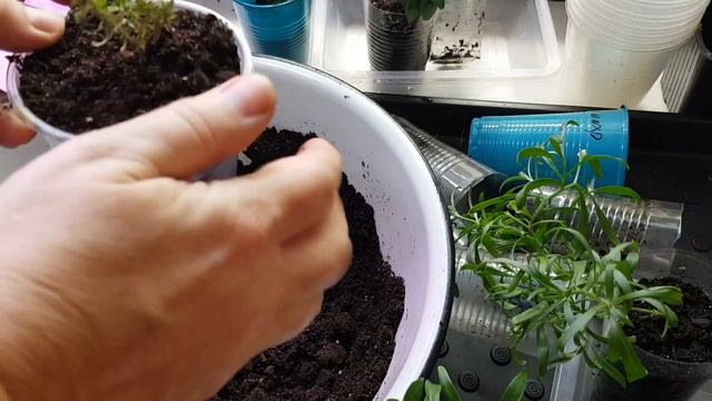Пересадка калибрахоа и петунии /Разговорчики о цветоводстве, садоводстве, блогерах и блогинге смотреть онлайн