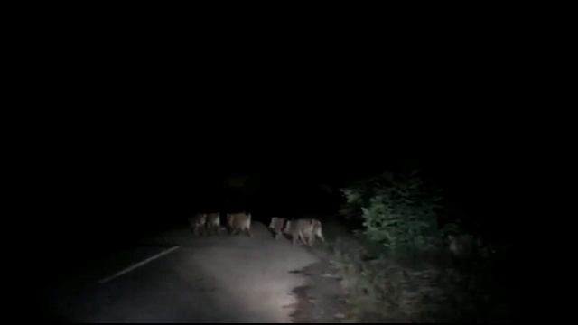 Стая маленьких кабанчиков смотреть онлайн