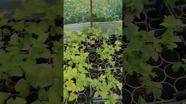 Чистим ежевику , от старой листвы от гнилой это способствует лучшему проветриванию . #Блэк джем #то смотреть онлайн