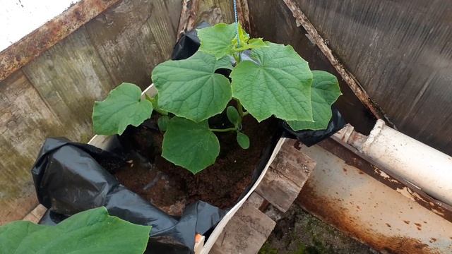 14 марта, огурцы в опилках это реально!? смотреть онлайн