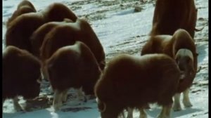 Эволюция животного мира