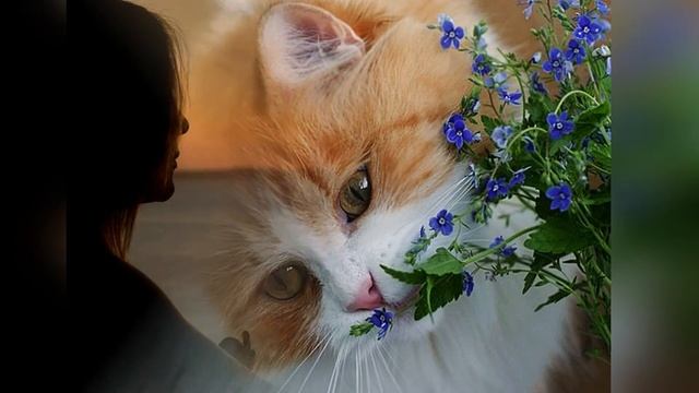 Я научилась просто , мудро жить... Стихи Анны Ахматовой. смотреть онлайн