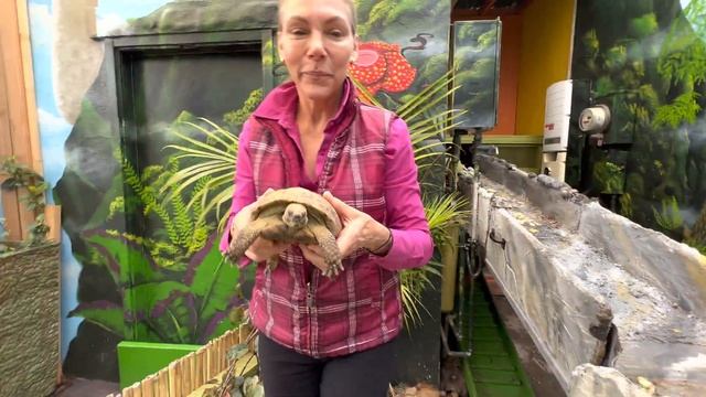 Gorgeous 25 Year old Russian Tortoise needs a new home NOW! смотреть онлайн