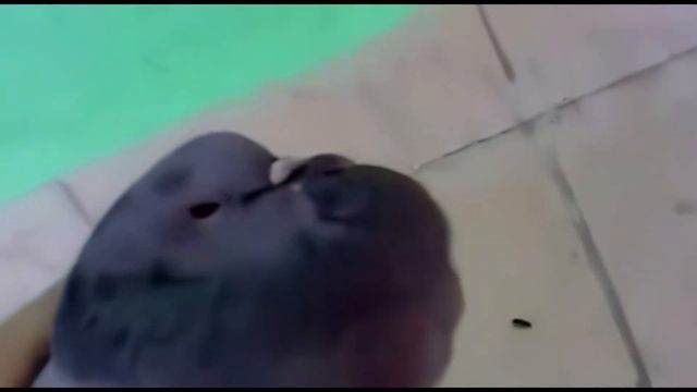 ГОЛУБЬ ЧЁТЕНЬКО СДОХ! 8K 60FPS??? смотреть онлайн