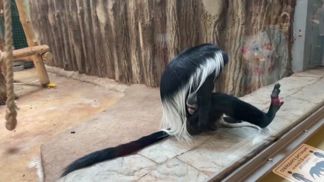 Калининградский зоопарк/Königsberg смотреть онлайн