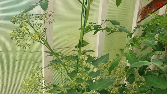 супер томат сумасшедшая вишня барри смотреть онлайн