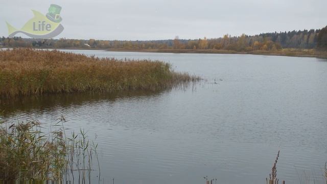 С этими секретами только успеваю крючёк из пасти карпов вытаскивать!В октябре ноябре клюет как лето смотреть онлайн