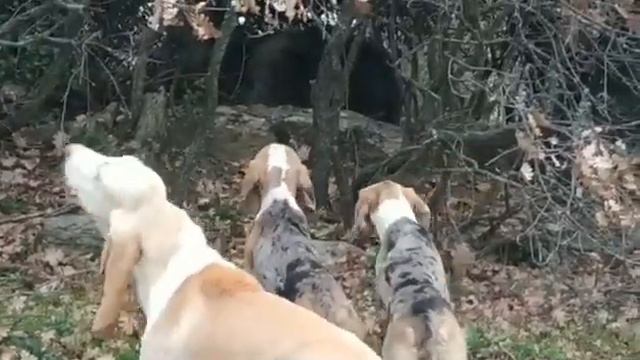 Sabueso Espanol ( Spanish Hounds ) 5,5 Months , Dunker ( Norwegian Hounds ) 4,4 Months