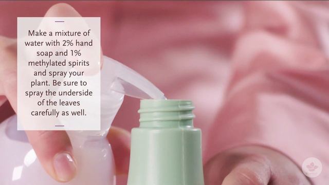 What should I do about red spider mite on my indoor hydrangea? смотреть онлайн