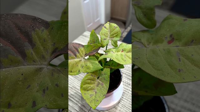 Syngonium Confetti смотреть онлайн