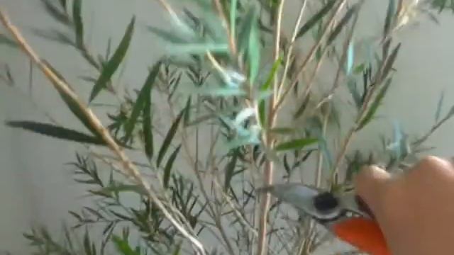 Каллистемон. Обрезка. Формирование кроны | Callistemon смотреть онлайн
