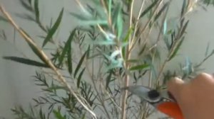 Каллистемон. Обрезка. Формирование кроны | Callistemon