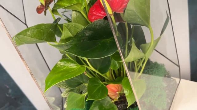 флорариум Стелла с антуриумом (мужское счастье) - подарок для настоящего мужчины. #флорариумспб смотреть онлайн