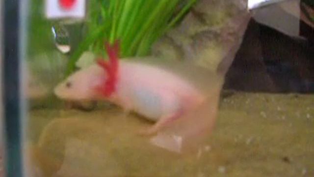 Pink Axolotl