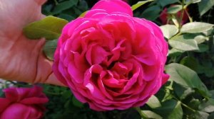 сочетание роз Д. Остина ? Леди оф Меггинч ?и кто рядом...?