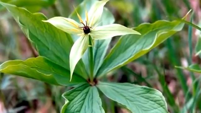 Самые ядовитые растения России смотреть онлайн