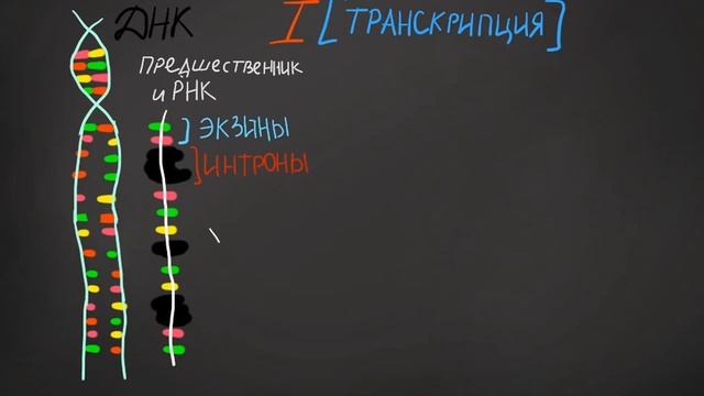 Биосинтез белка • Обмен веществ смотреть онлайн