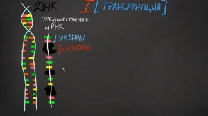Биосинтез белка  • Обмен веществ