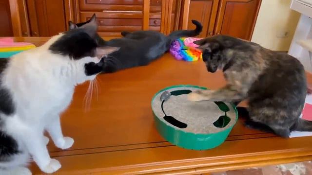 TRADEO POP IT de among us pero con PS5 y gatos graciosos Luna y Estrella / Videos de gatitos смотреть онлайн