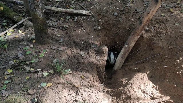 ОХОТА НА БАРСУКА смотреть онлайн