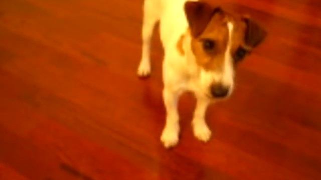 Jet - Jack Russell Terrier Doing Much More Tricks