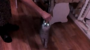 напугал кота сосиской