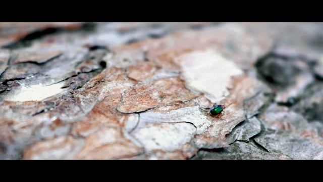 Торжество природы / Чему может научить нас природа? смотреть онлайн