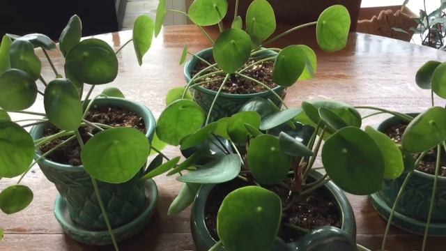 Pilea Plant / Friendship Plant 🌿💚// Miss Kim’s Home & Garden