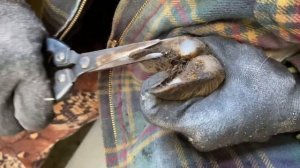 Как обрезать козам копыта