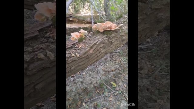 Горячий ключ. Один день из жизни собак?? смотреть онлайн