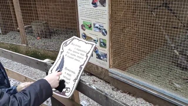 Соколиный двор, декабрь 2019(3) смотреть онлайн