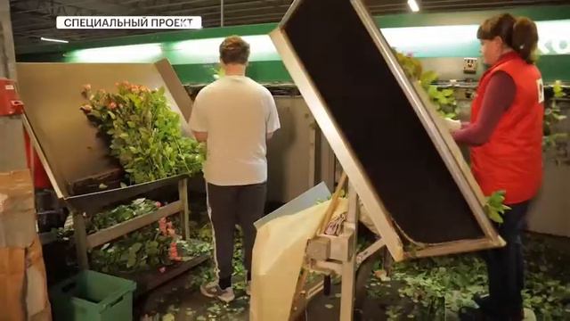 Для кого цветочек растили: что происходит с рынком цветов в России смотреть онлайн