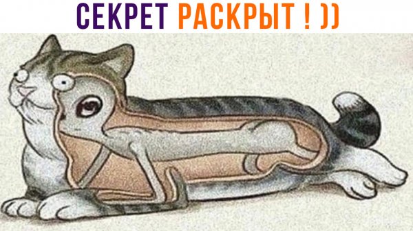 СЕКРЕТ РАСКРЫТ! ))) Приколы с котами | Мемозг 1288