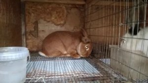 КРОЛИКИ.СОДЕРЖАНИЕ. ПОРОДА НОВОЗЕЛАНДСКИЙ КРАСНЫЙ КРОЛИК.НЗК