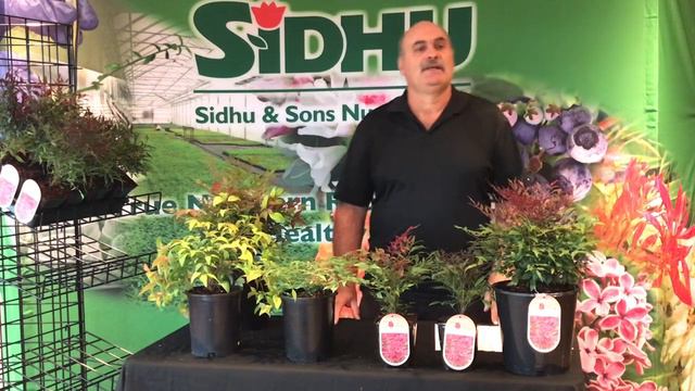 Sales representative Olivier talks about Nandina domestica available at Sidhu & Sons Nursery. смотреть онлайн