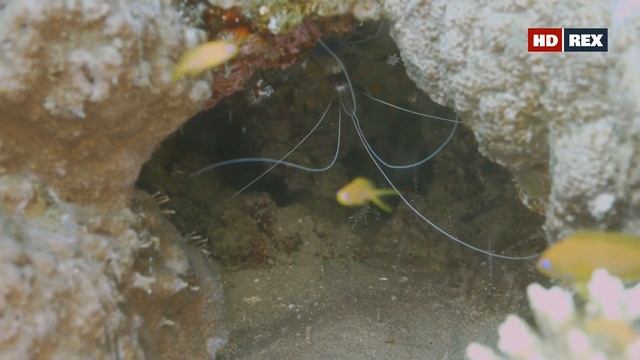 Какие чистильщики в Красном море обслуживают лирохвостых антиасов (Pseudanthias squamipinnis) ? смотреть онлайн
