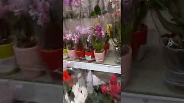 АШАН НА РУБЛЕВСКОМ ШОССЕ 27.05.2022Г Цветочная рассада на любой вкус смотреть онлайн