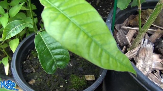 ⟹ Valencia Pride mango | STARTING FROM A SEED | PART 3 смотреть онлайн