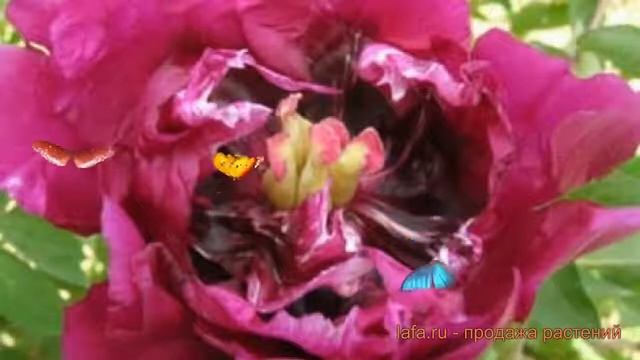 Пион древовидный Фиолетовый лотос ? обзор: как сажать, саженцы пиона Фиолетовый лотос смотреть онлайн