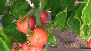 Пинк Клер F1 рожевий томат у теплиці. Відгуки, опис, фото під відео.