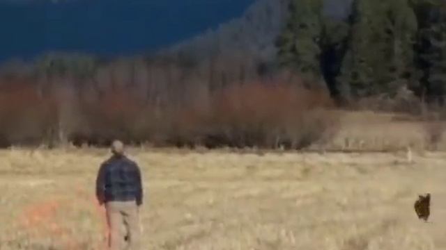 Если бы животные обрели разум? смотреть онлайн