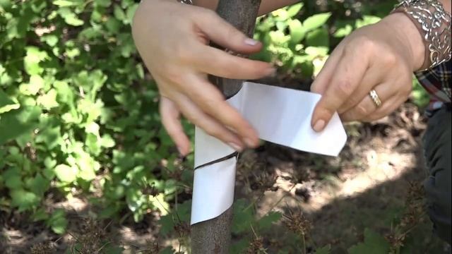 Защита деревьев от насекомых с ловчим поясом "Машенька" смотреть онлайн