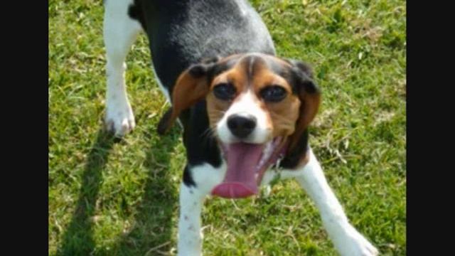 Все породы собак.Биглие ( Бигль + Кинг Чарльз спаниель) (Beaglier) смотреть онлайн