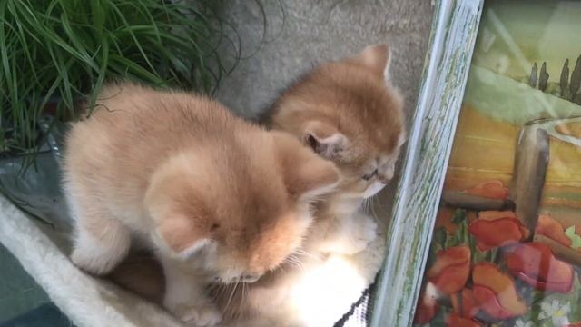 ???ОЧЕНЬ ВАЖНЫЙ ПЕРИОД,В ЖИЗНИ КОТЯТ???ЗОЛОТАЯ ШИНШИЛЛА!☀️ смотреть онлайн