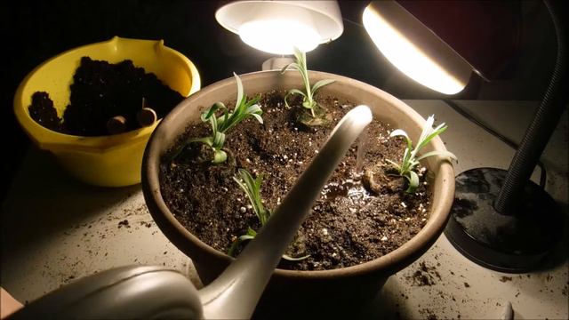 how to transplant carnation seedlings, when to transplant carnation seedlings смотреть онлайн