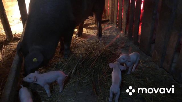 Опорос Дюрка#Продажа поросят смотреть онлайн