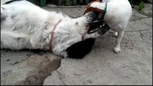 Схватка Джек рассел терьера и Алабая (САО)