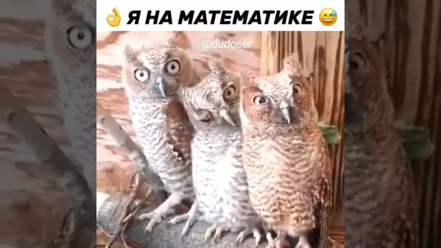 Сонные совы))) смотреть онлайн